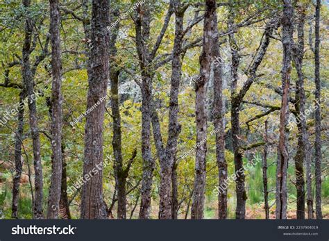 Naked Trunk Images Stock Photos D Objects Vectors Shutterstock