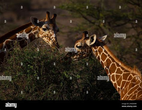 Reticulated Giraffes Giraffa Camelopardalis Reticulata Eating Samburu County Samburu