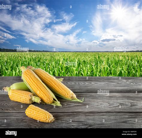 raw corn   corn field stock photo alamy