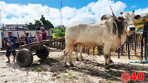 Feira Do Gado No Bola Em Panelas Pe Nordeste Youtube