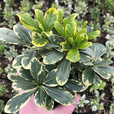 Pittosporum tobira 'Variegatum' (4.5" Pot) | Little Prince of Oregon