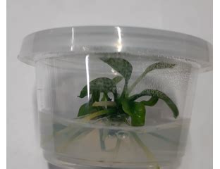 Купить живое аквариумное растение Анубиас Габон, Anubias sp. Gabon в ...