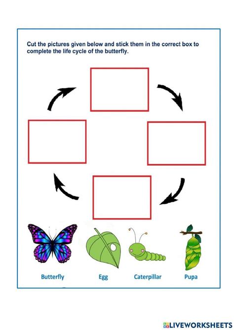 Life Cycles Worksheets And Printables Primarylearningorg Worksheets
