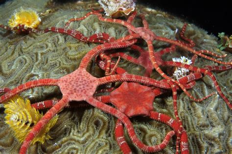 Sea Wonder Brittle Star National Marine Sanctuary Foundation