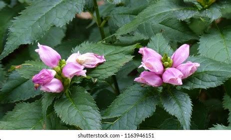 Chelone Hot Lips Over Royalty Free Licensable Stock Photos