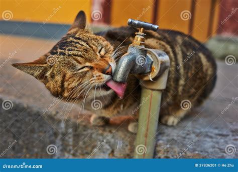 drinking cat stock image image  mammal portrait fluffy