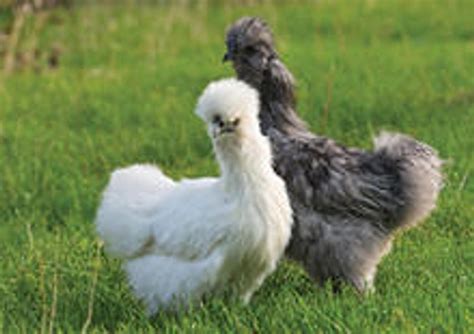 Bantam Chicken Hatching Eggs Assortment | Stromberg's Chickens