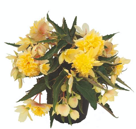 Begonia Belleconia “CITRUS” – Silja