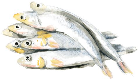 Food Illustrations Behance