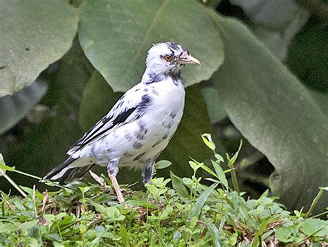 Mynas Of Se Asia