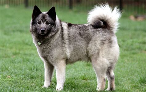 Norwegian Elkhound Dog Breed Characteristic, Daily and Care Facts