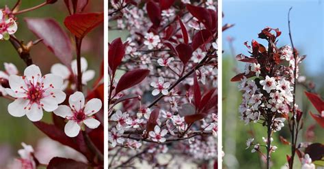 Purple Leaf Sand Cherry Care Homebnc