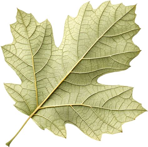 Gorgeous Oak Leaf Hydrangea Leaf for Beautiful Designs. . 53228240 PNG