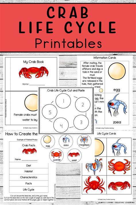 Crab Life Cycle Printables - Simple Living. Creative Learning