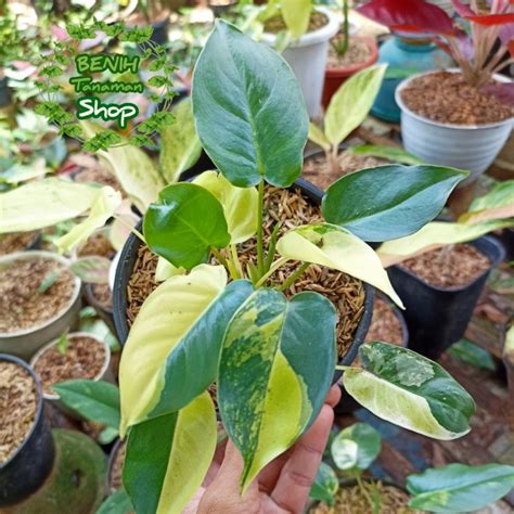 Jual Tanaman Hias Philodendron Burle Marx Varigata Yellow Variegata