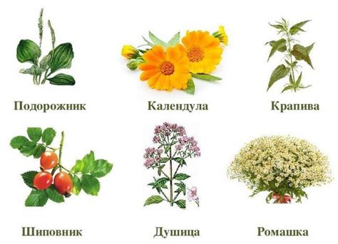Аптека Медуница Волгоград Адреса — Lekarnya-tut.ru