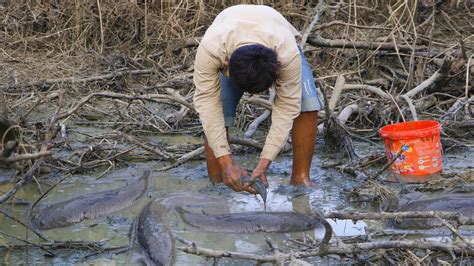 The Smart Man Find Catching Fish By Hand From In Mud Water In Dry