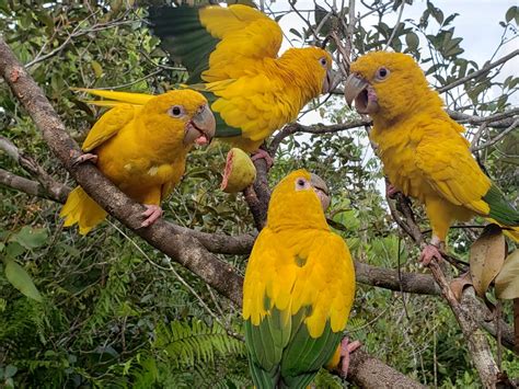 Golden Parakeet in October 2021 by Marcelo Rodrigues · iNaturalist