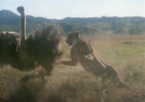 Cheetah Chasing Ostrich