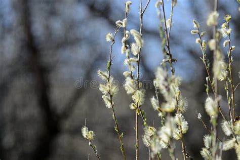 Flowering Bush Of Pussy Willow In The Forest Stock Photo Image Of Beautiful April
