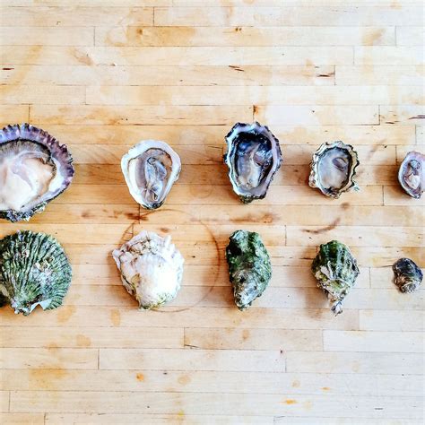 A Guide To Different Types Of Oysters Shoalwater Seafood