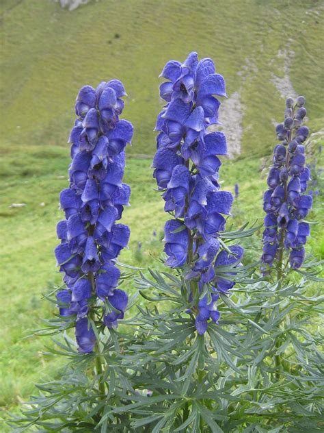 Волчий аконит: описание растения, ядовитость, фото