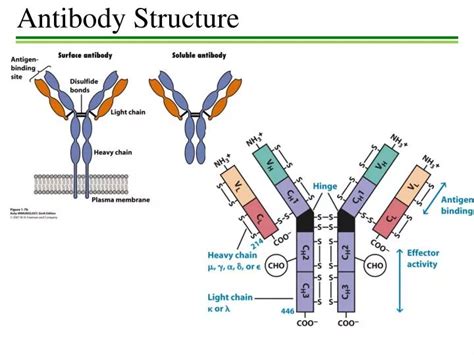 PPT - Antibody Structure PowerPoint Presentation - ID:2371855