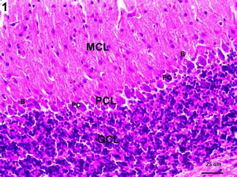 A Photomicrograph Of A Section Of The Cerebellar Cortex Of The Control Download Scientific