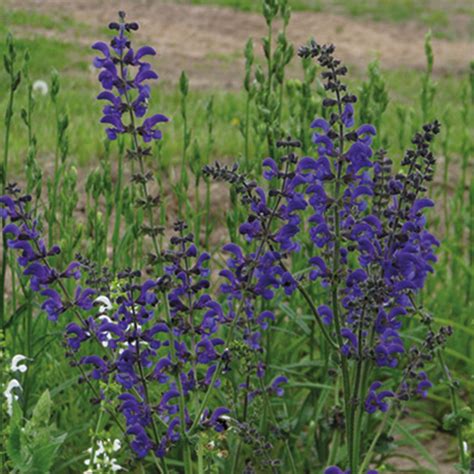 Nature's Haven Salvia Pratensis Meadow Clary Seeds - Flowers – Unwins UK