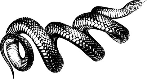 Snake Line Drawing at PaintingValley.com | Explore collection of Snake ...