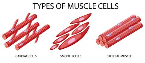 Skeletal Muscle Tissue Labeled Diagram