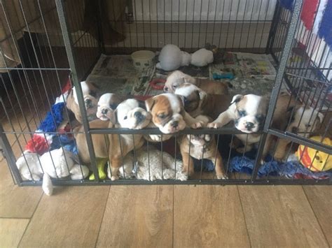 akc english bulldog puppies  adoption