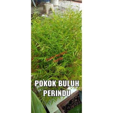 🔥pokok Buluh Perindu🔥pokok Hidup Shopee Malaysia