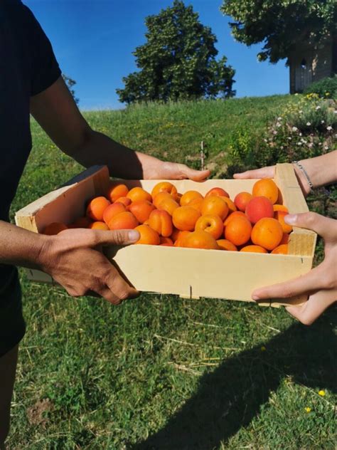 Saison D Abricot Un Cocktail Savoureux Ferme Romanat