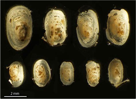 On The Occurrence Of The Invasive Freshwater Limpet Ferrissia