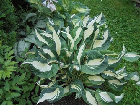 ХОСТА - дансинг ин зе рейн