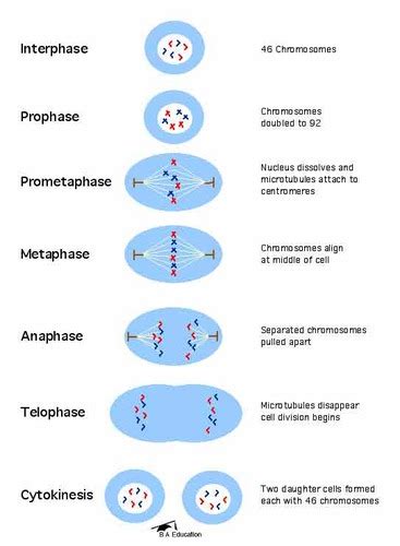 Cell Cycle Interphase Mitosis Prophase Metaphase Anaphase Telophase