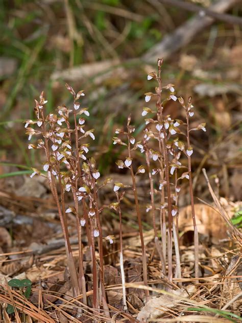 Spring Coralroot Orchid Corallorhiza Wisteriana Five Of Flickr