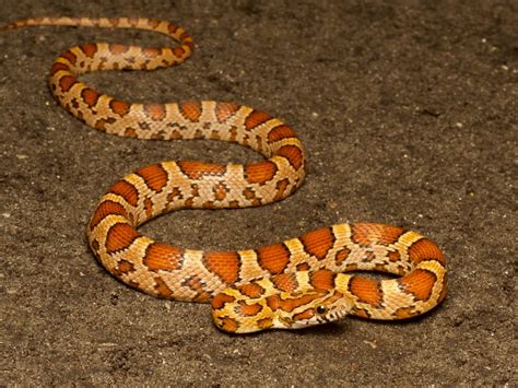 13 Vivid Orange Snakes You Might Encounter (with Pictures)