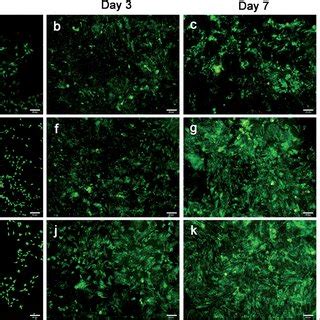 Cell Proliferation And Live Dead Fluorescence Microscopy Images After