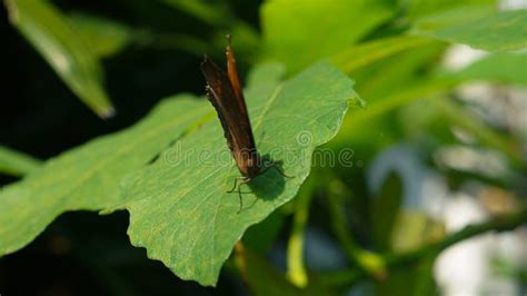 The Common Palm Fly Butterfly Perches On Medium Sized Leaves Blurry