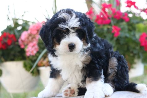 Mini Bernedoodle Black Tri Male