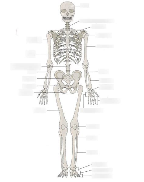 Introduction To Medical Terminology Chapter 3 The Skeletal System