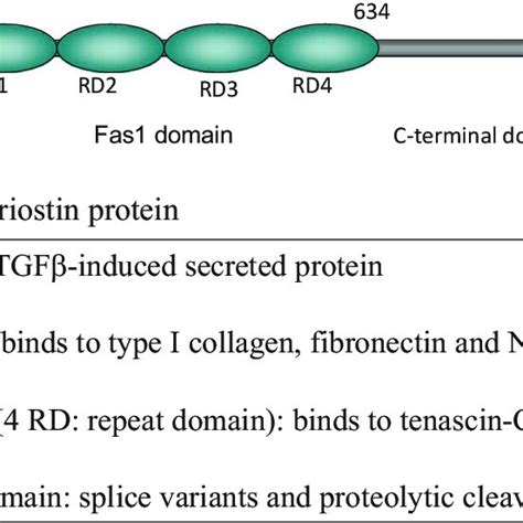 PDF Periostin In Bone Regeneration