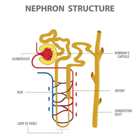 Cient Fico Dise O De Nefrona Estructura En Ri N Vector Ilustraci N