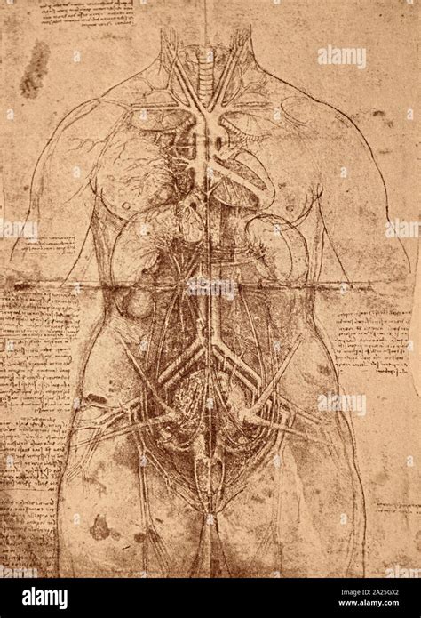 Étude anatomique de Léonard de Vinci Leonardo di ser Piero da Vinci