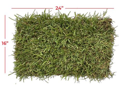 Raleigh St Augustine Grass Top Selling Grass In Texas The Grass Store