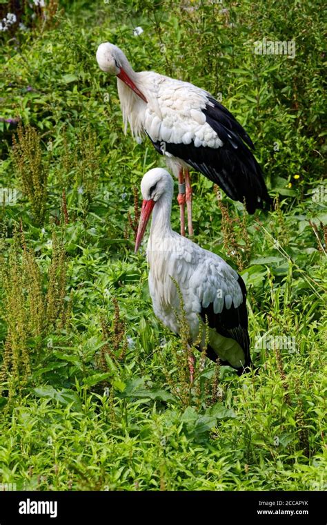 Two White Storks 1 Preening Ciconia Ciconia White Black Red Beaks