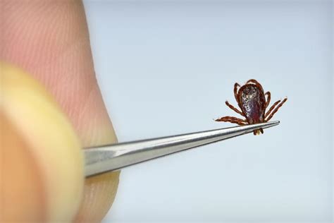 handling  tick bite vitamin  health food