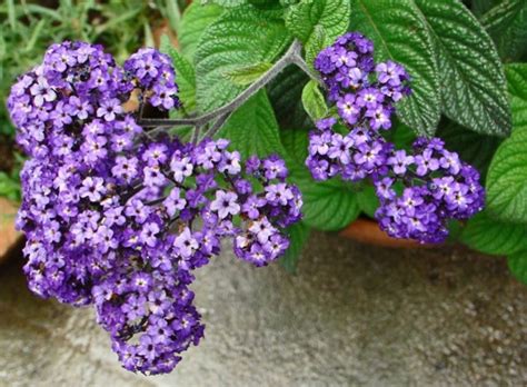 Гелиотроп – посадка и уход, фото